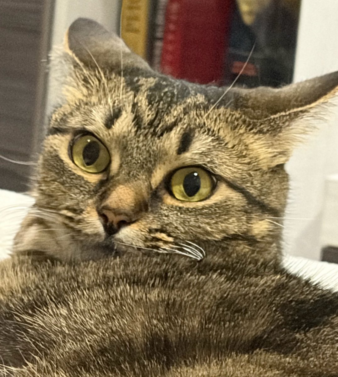 Кот Да Винчи tweet media