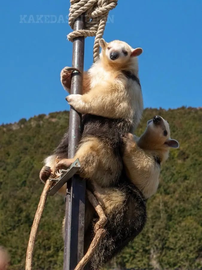 もしこのツイートがブラジルやパラグアイといった南米の国々の人に見えていたら、自分の近くにいるミナミコアリクイやオオアリクイ、ヒメアリクイなどの写真を見せてください
日本のアリクイ好きより

PS:ヒメアリクイは日本で見られないので、特に助かります

📷20210211 伊豆アニマルキングダム