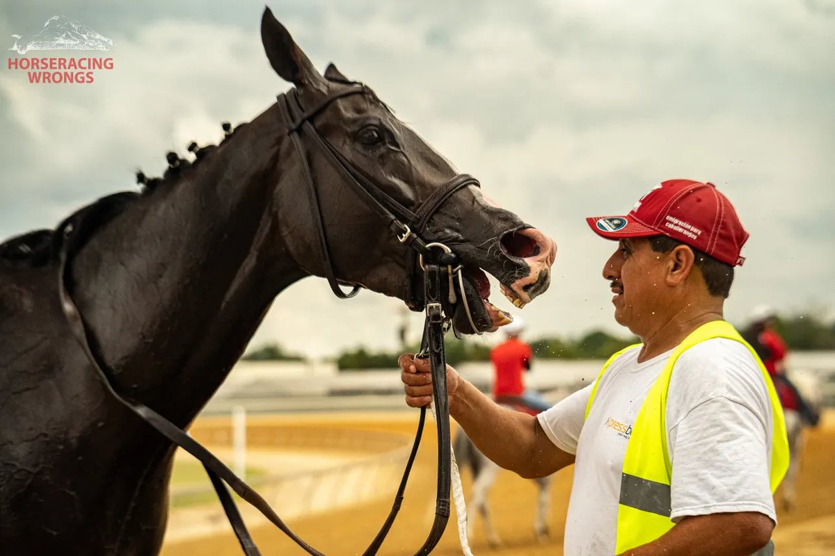 CagesFree's tweet image. The following horses were injured in U.S. races last week &amp;amp; had to be removed from the track by equine ambulance
 A #growing list 
23 innocent horse lives 
And then there were these victims, not reported as ambulanced, but..
#Six beautiful living beings
horseracingwrongs.org/2026/04/20/the…