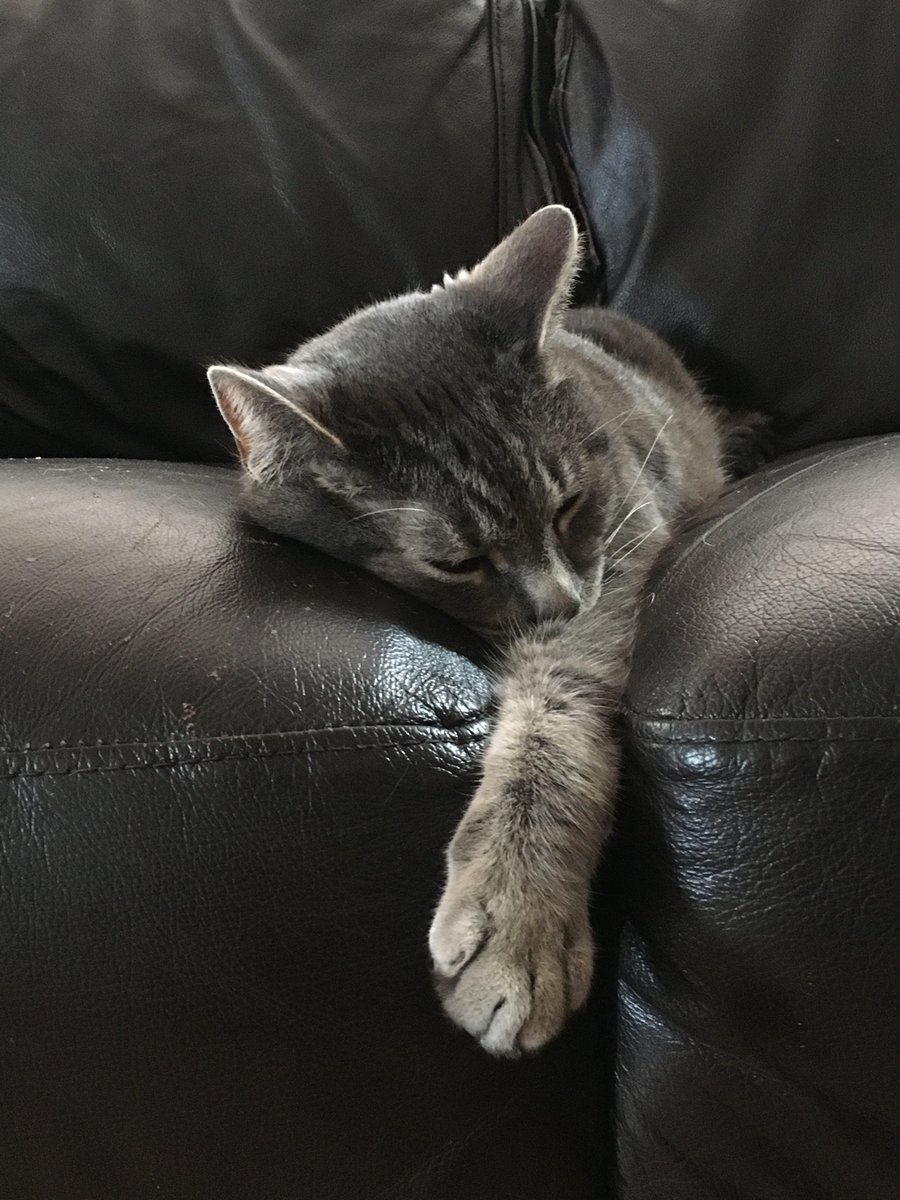 real official terrorist tweet media