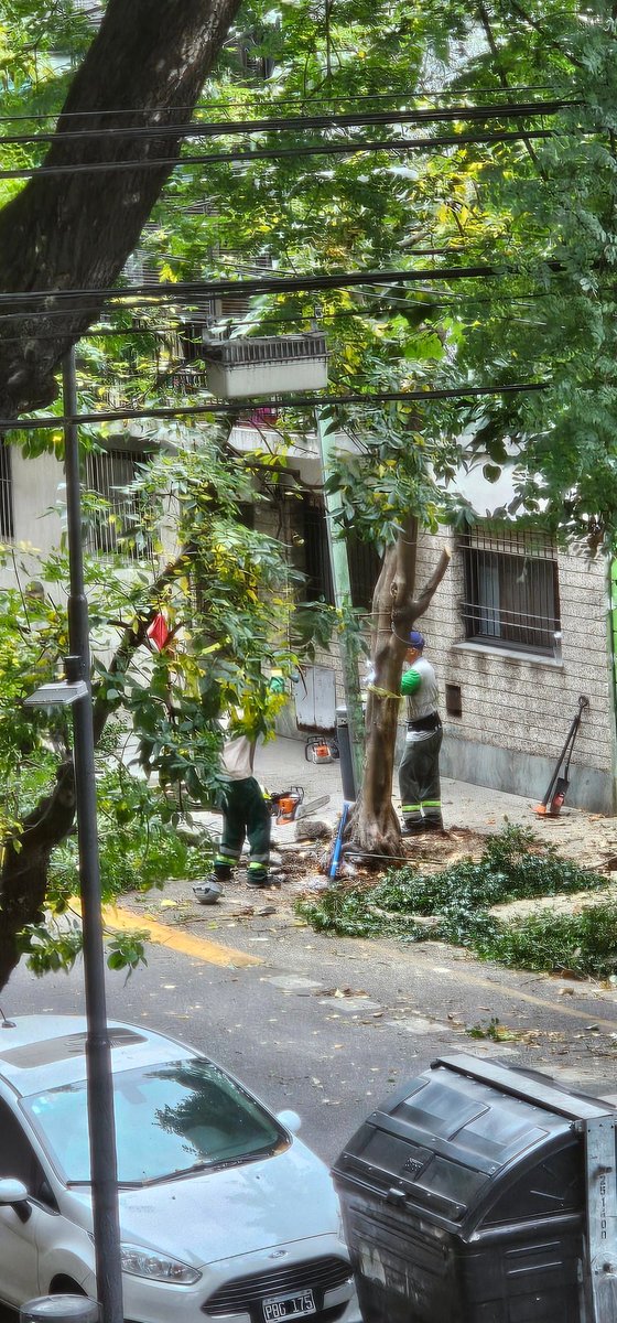 Melibea1998's tweet photo. @BACiudadVerde @ibaistrocchi Están sacando este árbol, bastante razonable de tamaño y sin peligro (Amenábar2700)y YO LLEVO AÑOS RECLAMANDO PODA DE 2 ESPECIES ENORMES , en dudoso estado,  torcidos y con ramas qué caen constantemente  sobre Ugarte 2589/91 ...inútiles,  inoperantes? https://t.co/fm5ofMS7Gf