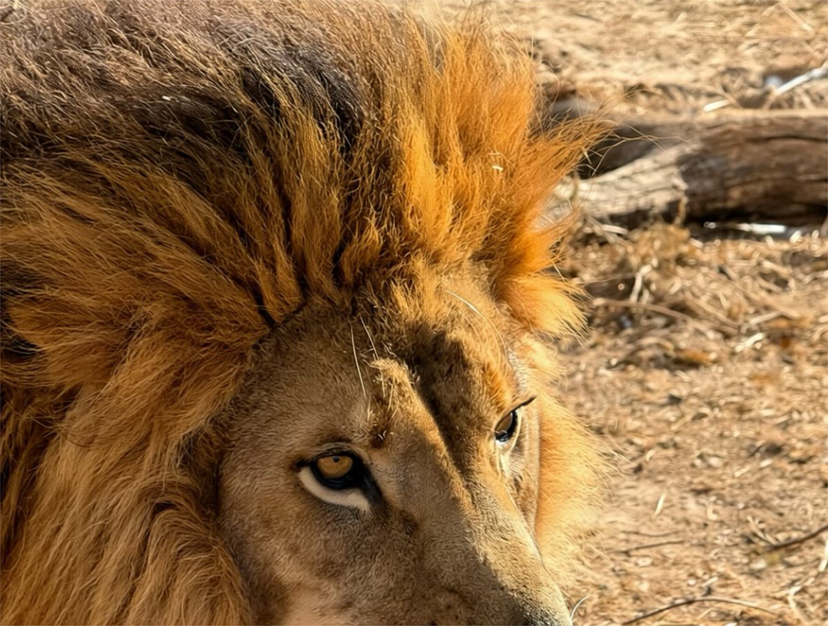 timbavati_dells's tweet image. And on Monday our hair is 
free to do what it wants. 

Hail to the king.

Visit Bruce and his mane during
your private VIP tour of the park.

A 90 minute walk with a member of
our Animal Care Team.

Available daily by appointment.
608.253.2391

#wisconsindells #lovethedells #zoo