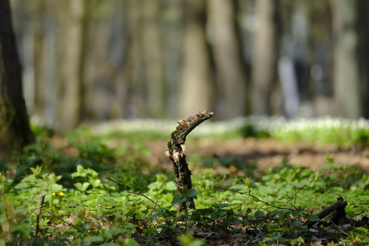 ◍✧〜RεmY〜✧◍ tweet media