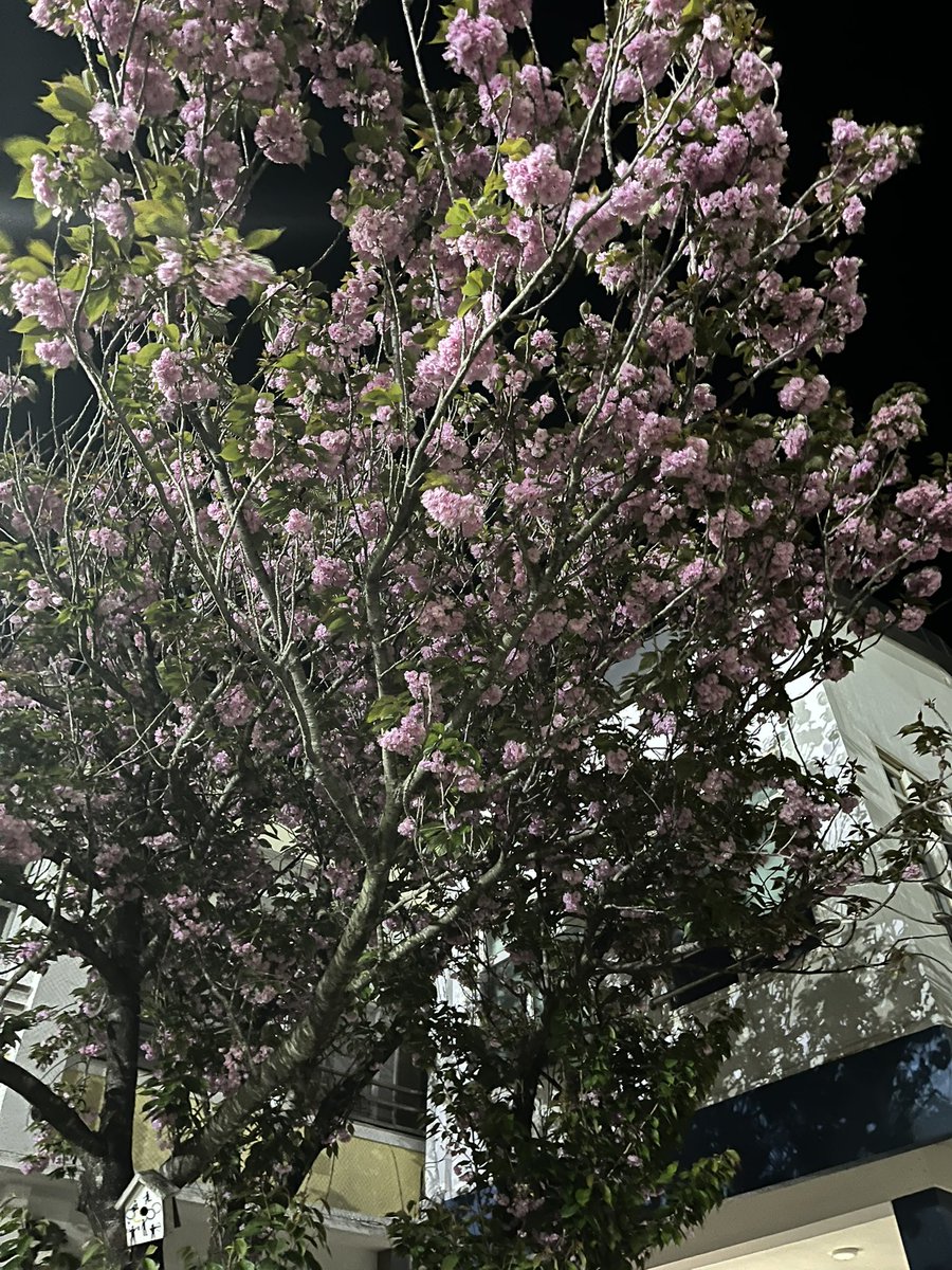 야자끝났는데 겹벚꽃눈내림