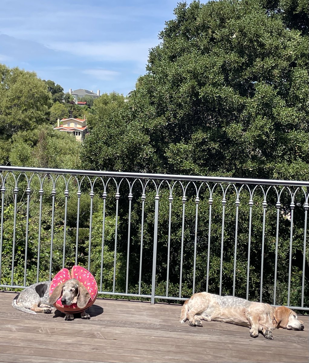 greentrinh1's tweet image. This is the result of having bassets and good weather. #bassethound #dogsofX #AdoptDontShop