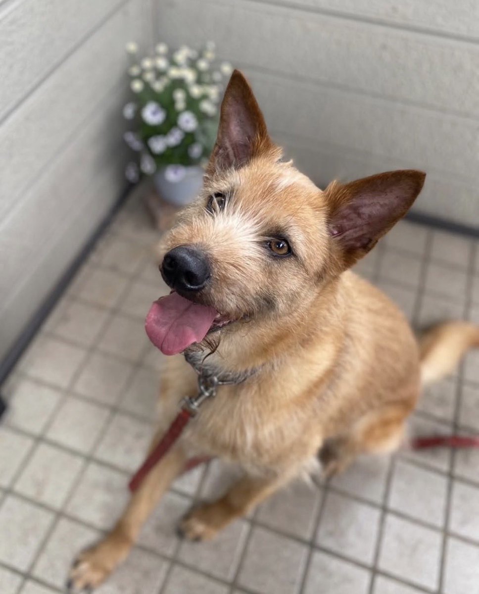 るーごん tweet media