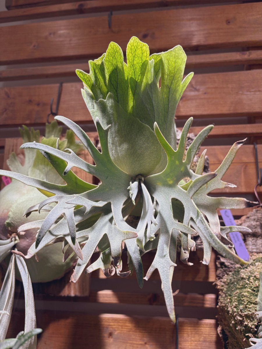 ちゃらピン。 tweet media