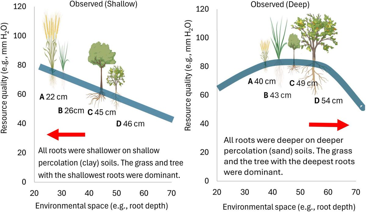 🌱 Plant dominance can be predicted from soil water flow because root traits are conserved within species 👉️ buff.ly/g6pDmbd