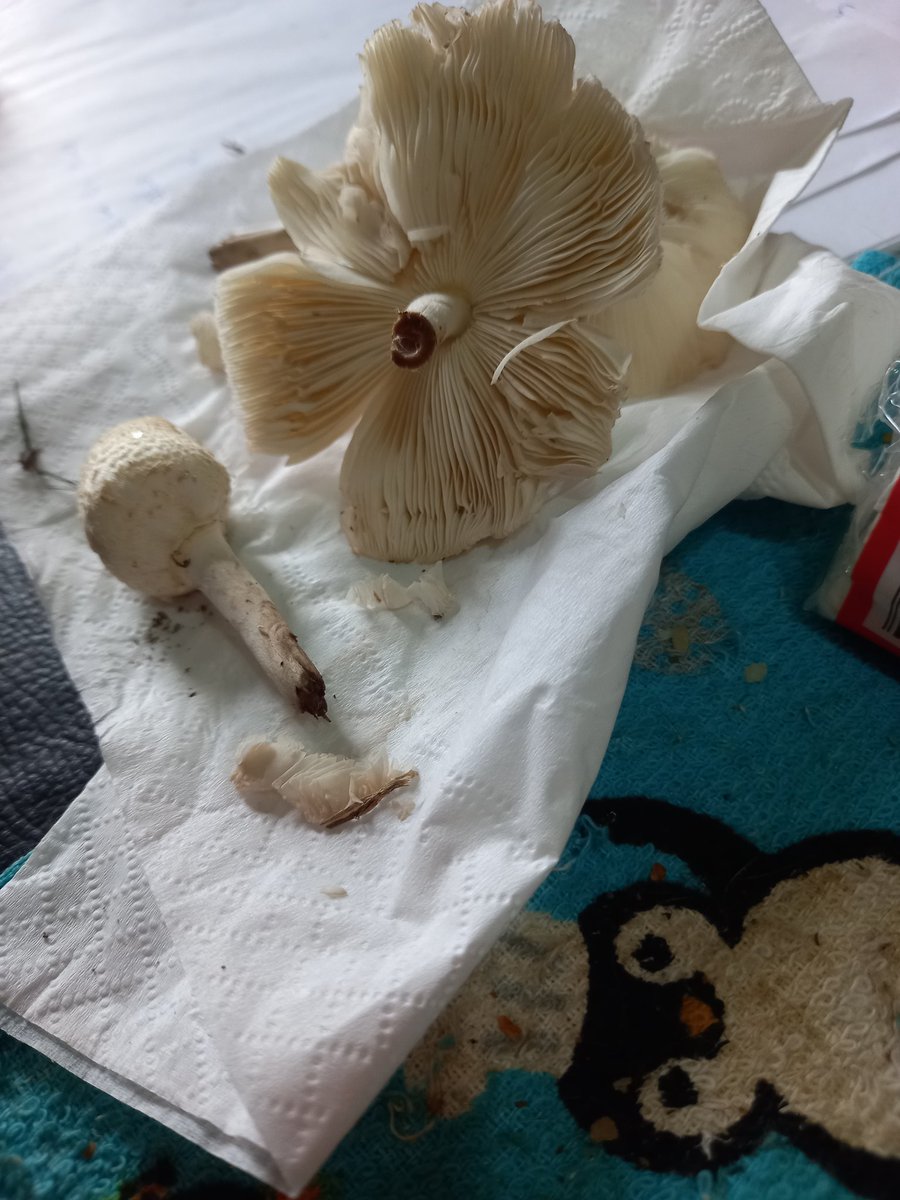 Jor 💚⭐️⭐️⭐️ tweet media