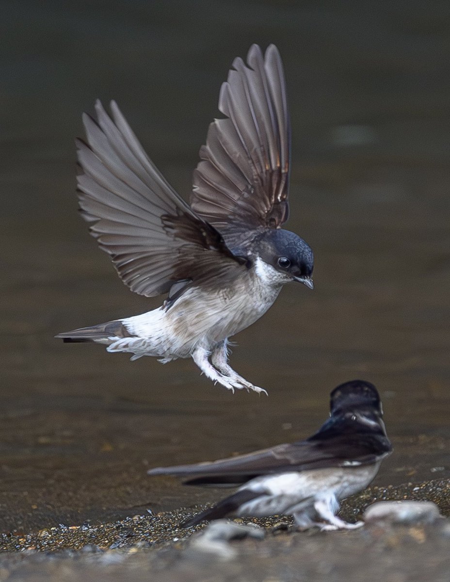 ぎゃらん tweet media