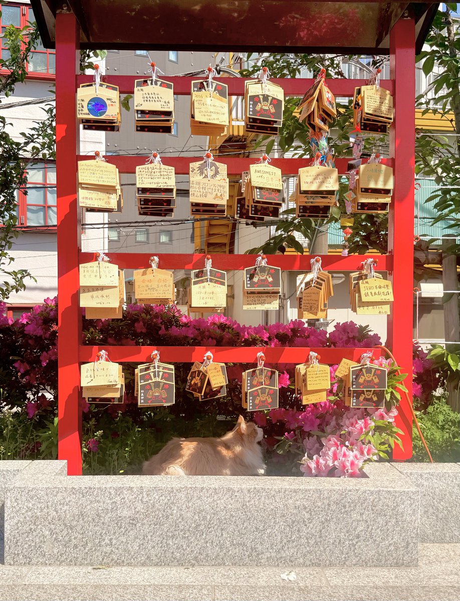 🎾かがみもしひこ🦔 tweet media