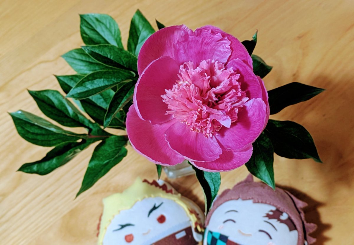 (っ`•◡•´)🌸(´◜◡◝`c)