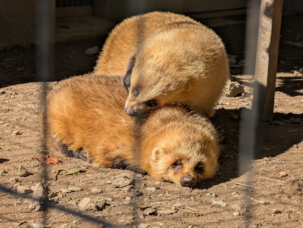 いぇ〜いっ🦡 tweet media