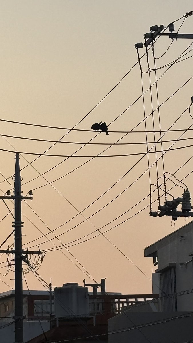 おさむ tweet media