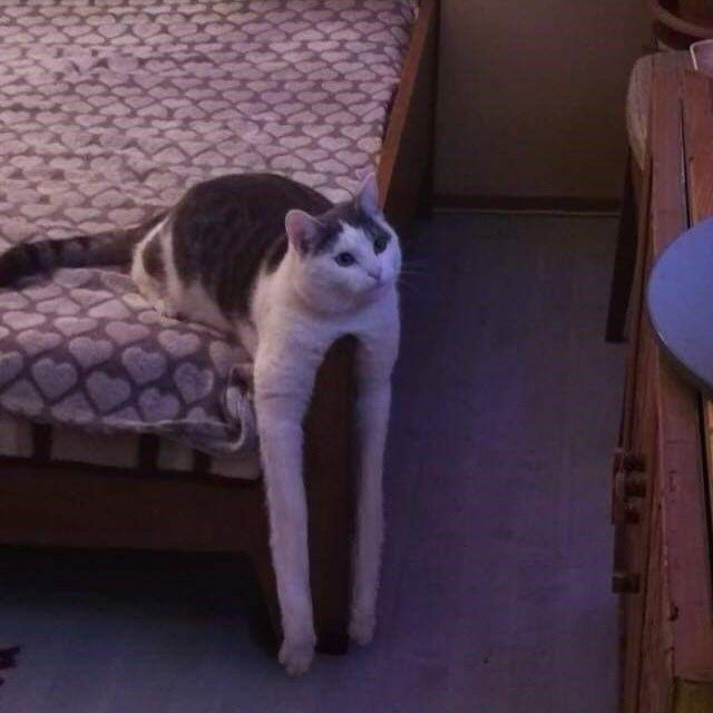 poorly drawn cats (@poorlycatdraw) on Twitter photo 