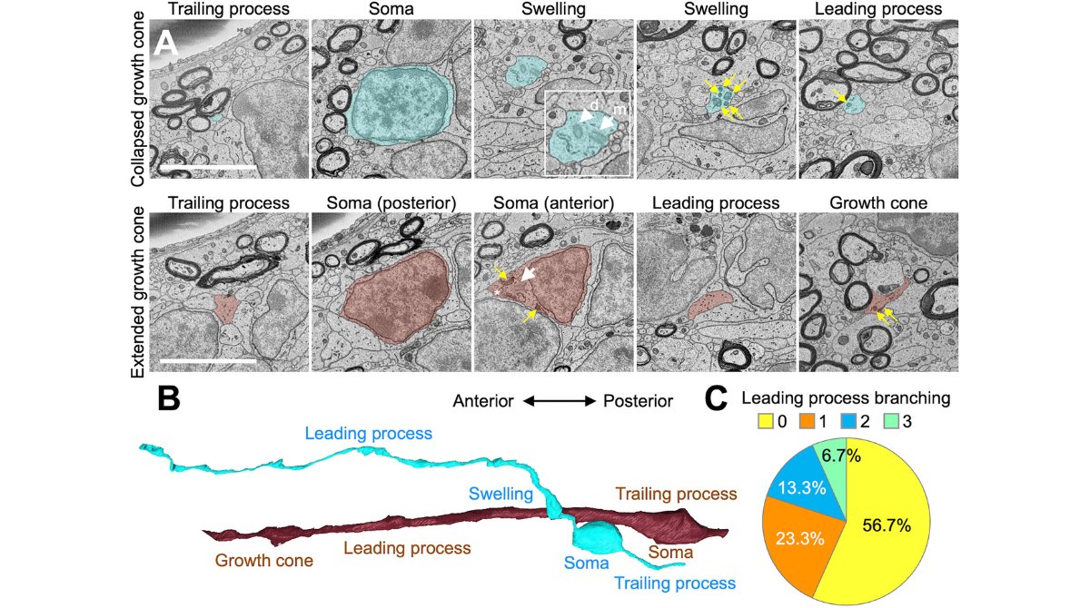 StemCellReports tweet media