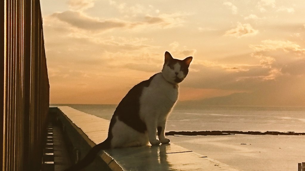 マック&シュンカナ-054🐈‍⬛🐈️ tweet media