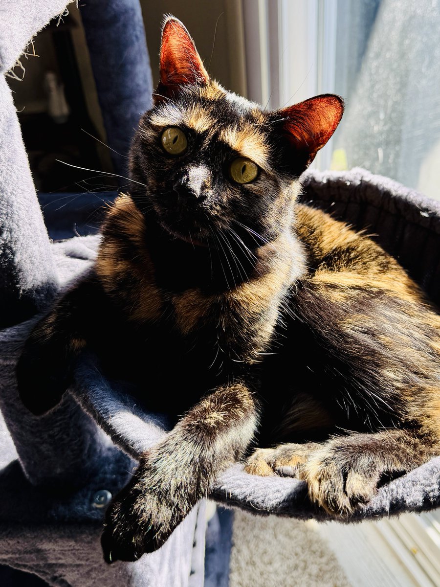 COSportsNut13's tweet image. Here’s a picture I took of my cat this morning. Hopefully it makes your day a little better. 👑❤️ #KittyCat