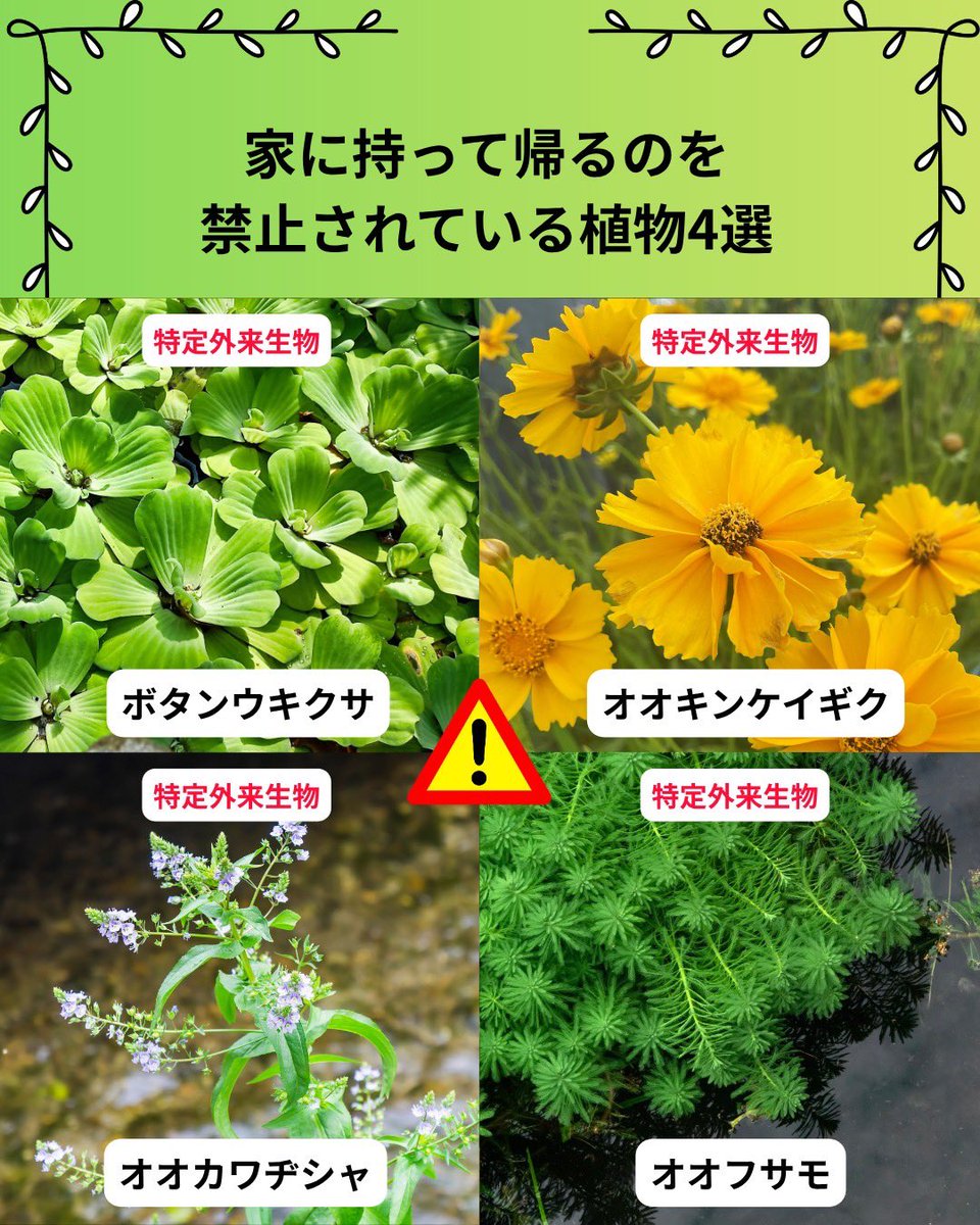 しん🌿植物オタクな中学生 tweet media