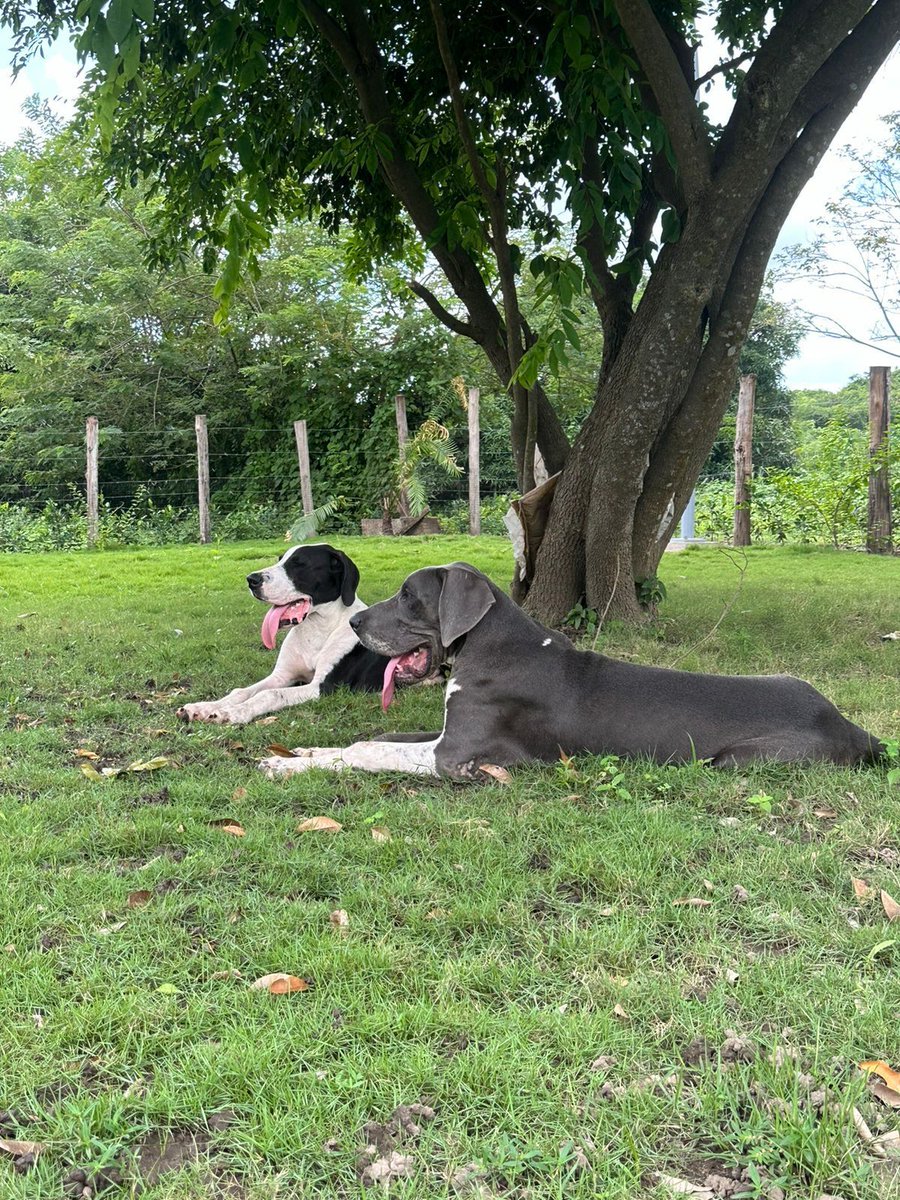 robertoceledon's tweet photo. Hoy el corazón pesa un poco más. Beto y Blue no eran solo mascotas, eran parte de la familia, compañeros leales que llenaban de vida cada rincón con su presencia, su cariño y su nobleza. https://t.co/ljvezkU9CU