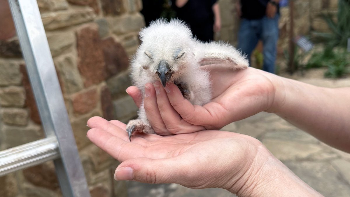 Wildflower Center Great Horned Owl Cam tweet media