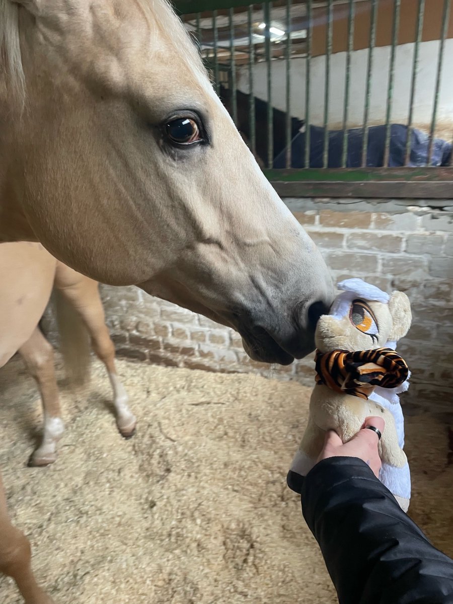 1stAstraStudio's tweet image. Our plush pony has arrived home and meets with her elder horse sister 😆

#crafting #craft #handmade #plushie #plush #pony #mlp #mylittlepony