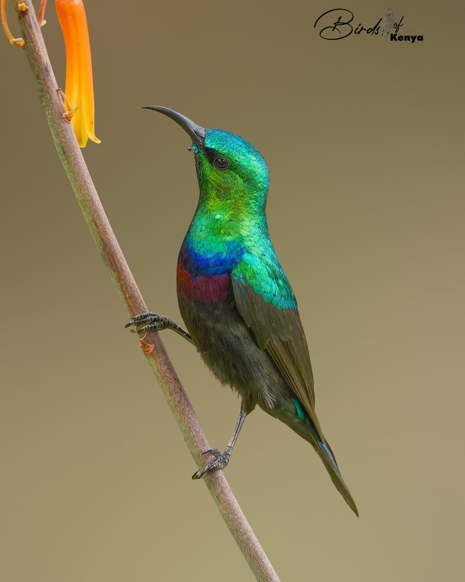 Marico Sunbird 📸🇰🇪