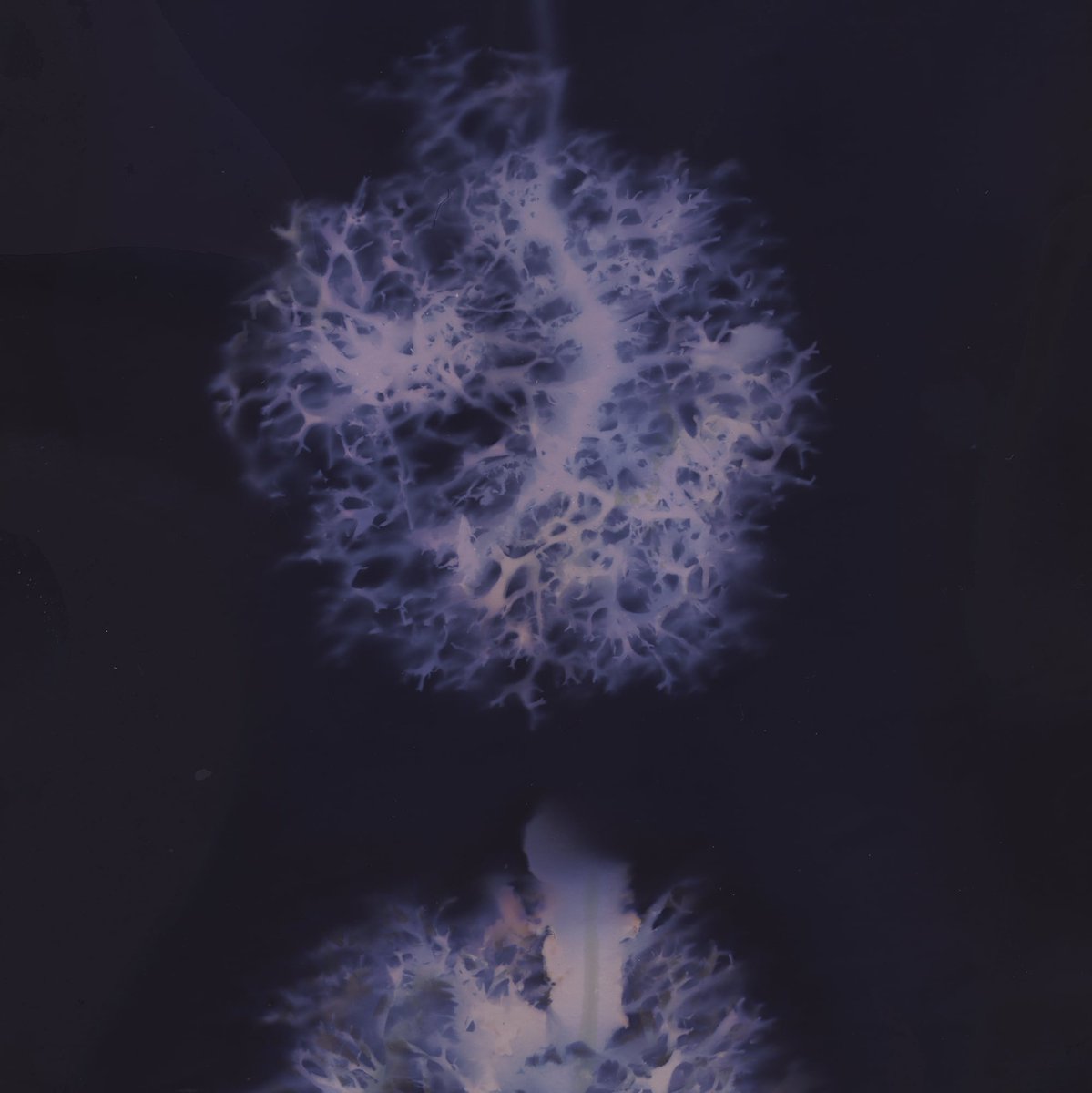 AestheticaFilmFest tweet media