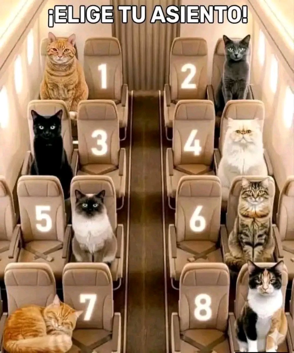 Tio Felino (Leo) tweet media