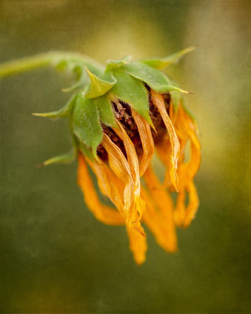 Tina Quillen Photography tweet media