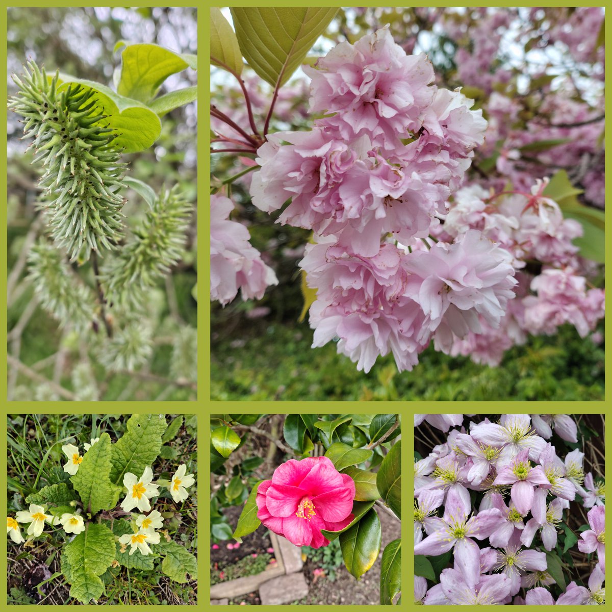 Julie27Rose's tweet image. Also seen on our walk today.

Apologies I've just found a few replies in drafts, I've not lost the plot but you might already have had them.

#memories #afternoonwalk