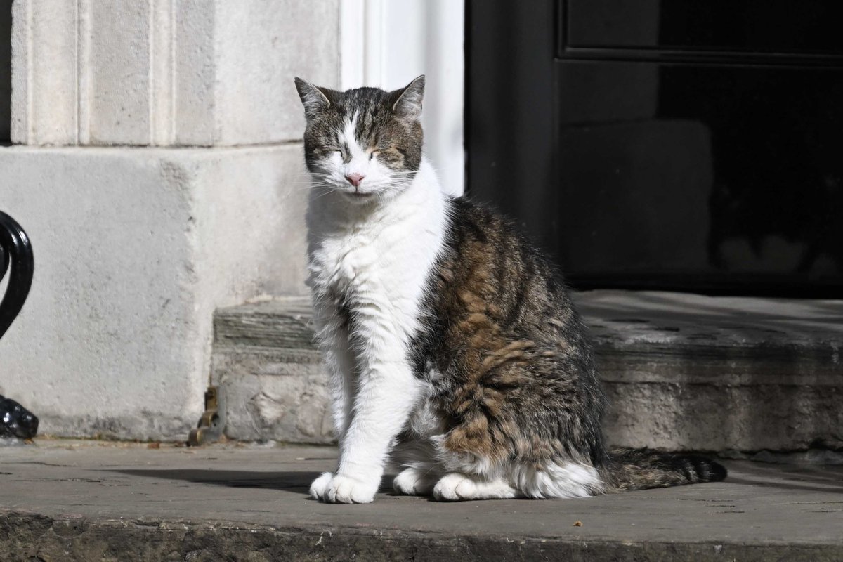 Dear Larry <a href="/Number10cat/">Larry the Cat</a> not often the sun shines in Downing St Larry sunbathing on the steps of his home.