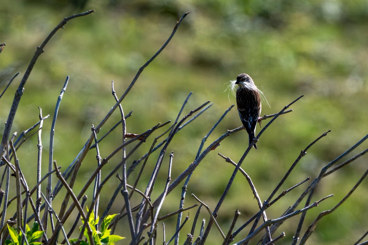 Shoreham Birding tweet media