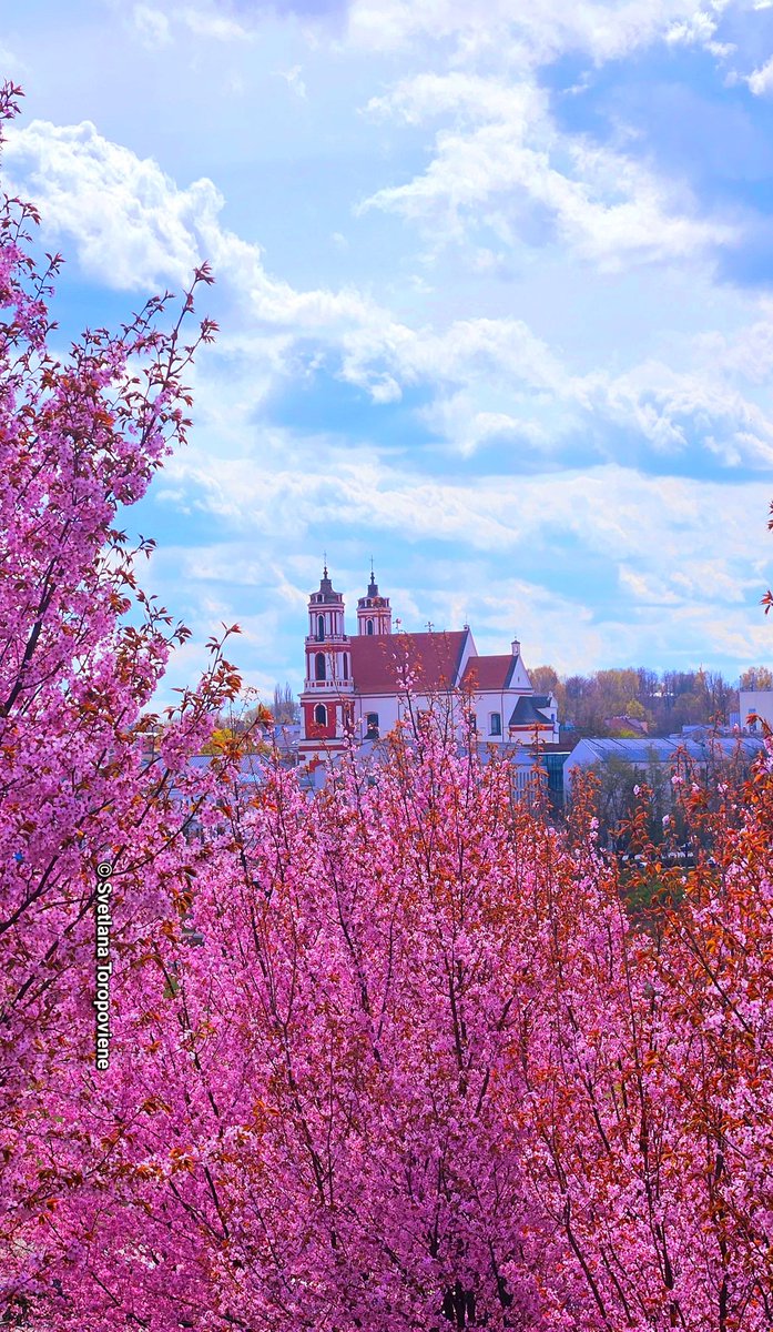 LanaToro21's tweet image. Добрый вечер, Эмре! У нас солнечно, нотолько +13 сейчас

#Photobyme📷 Вчера у нас Сакуры расцвели, вчера делала фотки #Vilnius #Lithuania🇱🇹 🌸