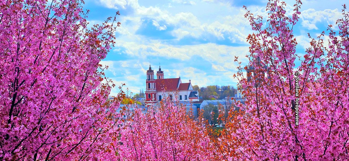 LanaToro21's tweet image. Добрый вечер, Эмре! У нас солнечно, нотолько +13 сейчас

#Photobyme📷 Вчера у нас Сакуры расцвели, вчера делала фотки #Vilnius #Lithuania🇱🇹 🌸