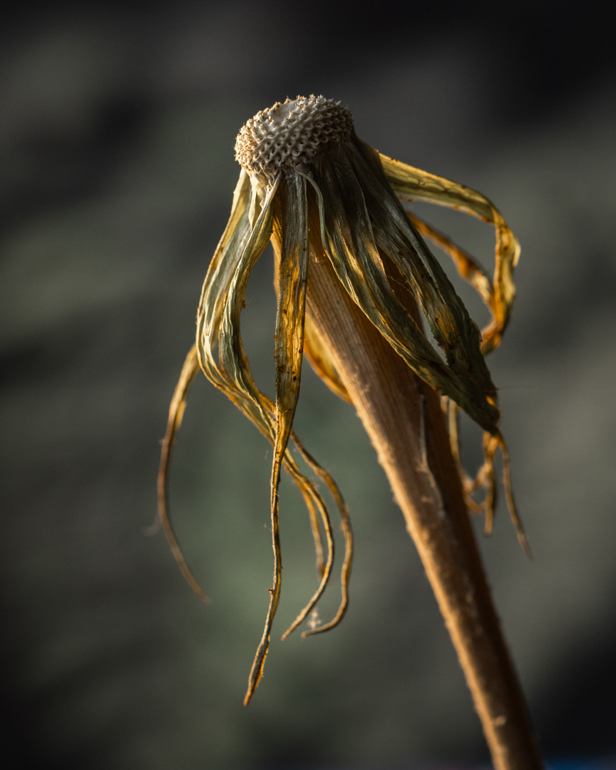 Tina Quillen Photography tweet media