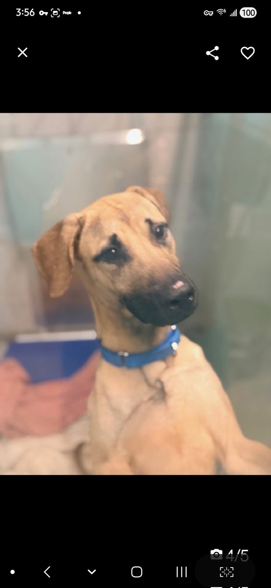 MyBoxerLuvMac1's tweet image. 💔Darwin💔
#NYCACC #251242 1y
▪️ReListed TBK: 4/21💉 
#RescueOnly

Precious, sweet baby's💔, lost all he knew!
Fearful, grieving, avoidant.
Needs 2 be picked up, pancakes🥺
Darling boy needs kindness &amp;amp; love!
Needs loving, N.East #Foster, 4 security, 2 decompress &amp;amp; thrive again.