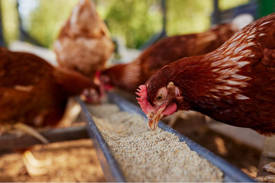 cibpt's tweet photo. 🐄🌽 Novo estudo conclui: alimentação com OGM é segura para o gado, sem impacto negativo na saúde ou produtividade.
🔬 Resultados reforçam evidência científica sobre equivalência nutricional.
👉https://t.co/ixBkn2qvYs 
#OGM #Biotecnologia #Agricultura #CiencianoxCDMoquegua https://t.co/4Tyt2isZ5l