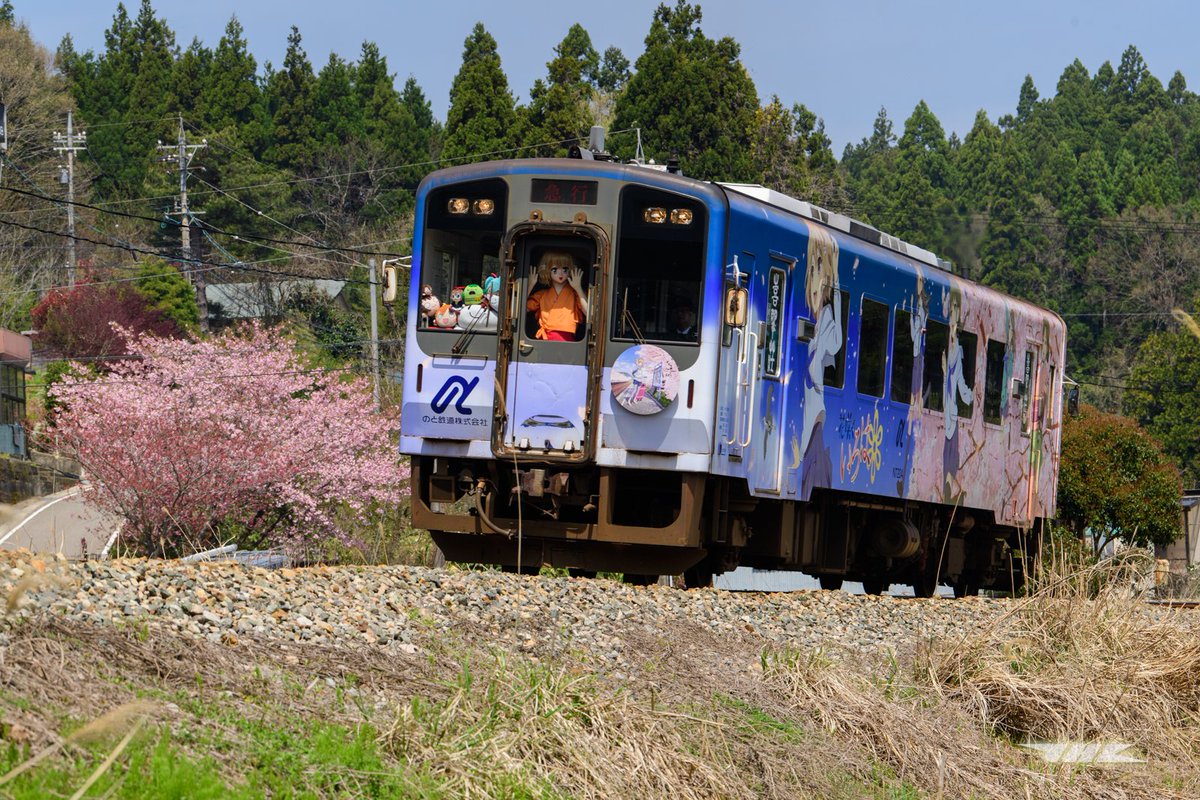 JNRCorp's tweet photo. 2026/04/19
ソメイヨシノが散ってしまったあとの運行となった急行ゆのさぎですが、このように能登にはまだ枝垂れ桜、八重桜、牡丹桜、芝桜とまだまだ花盛りの中走ることができました。 https://t.co/cmrMDtmCtK