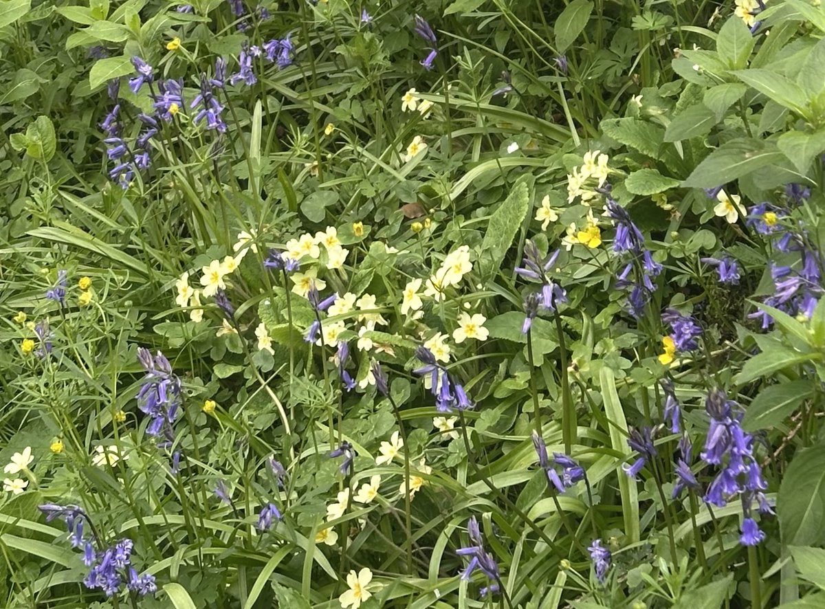 Ian_Gomersall's tweet photo. Lovely Spring flowers in Wycliffe Woods, nr Barnard Castle, today.
#signsofhope https://t.co/9T9qc0ilqr