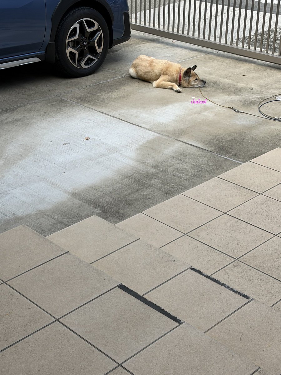 ちゃこさん tweet media