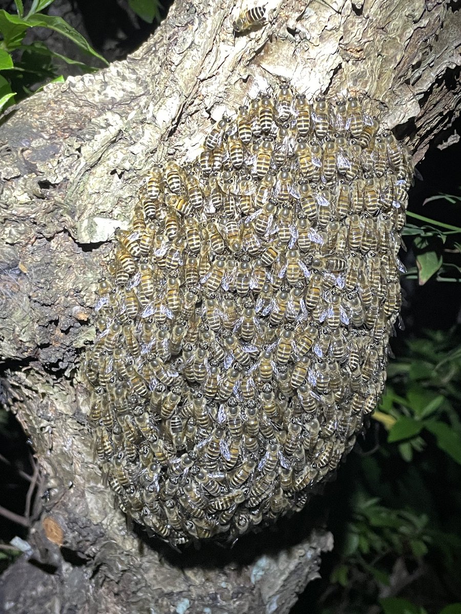 藤原祥弘 tweet media