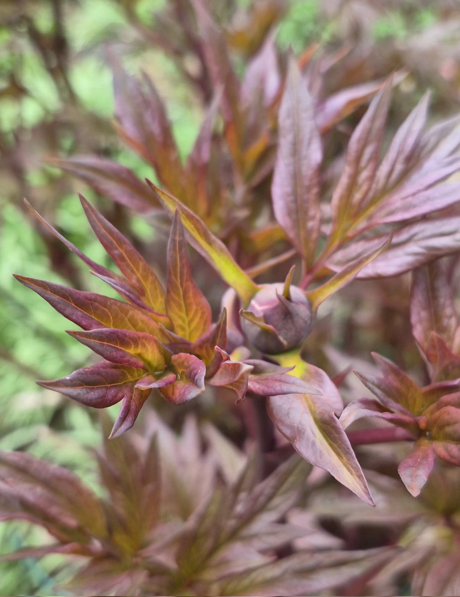 Mary Baillie tweet media