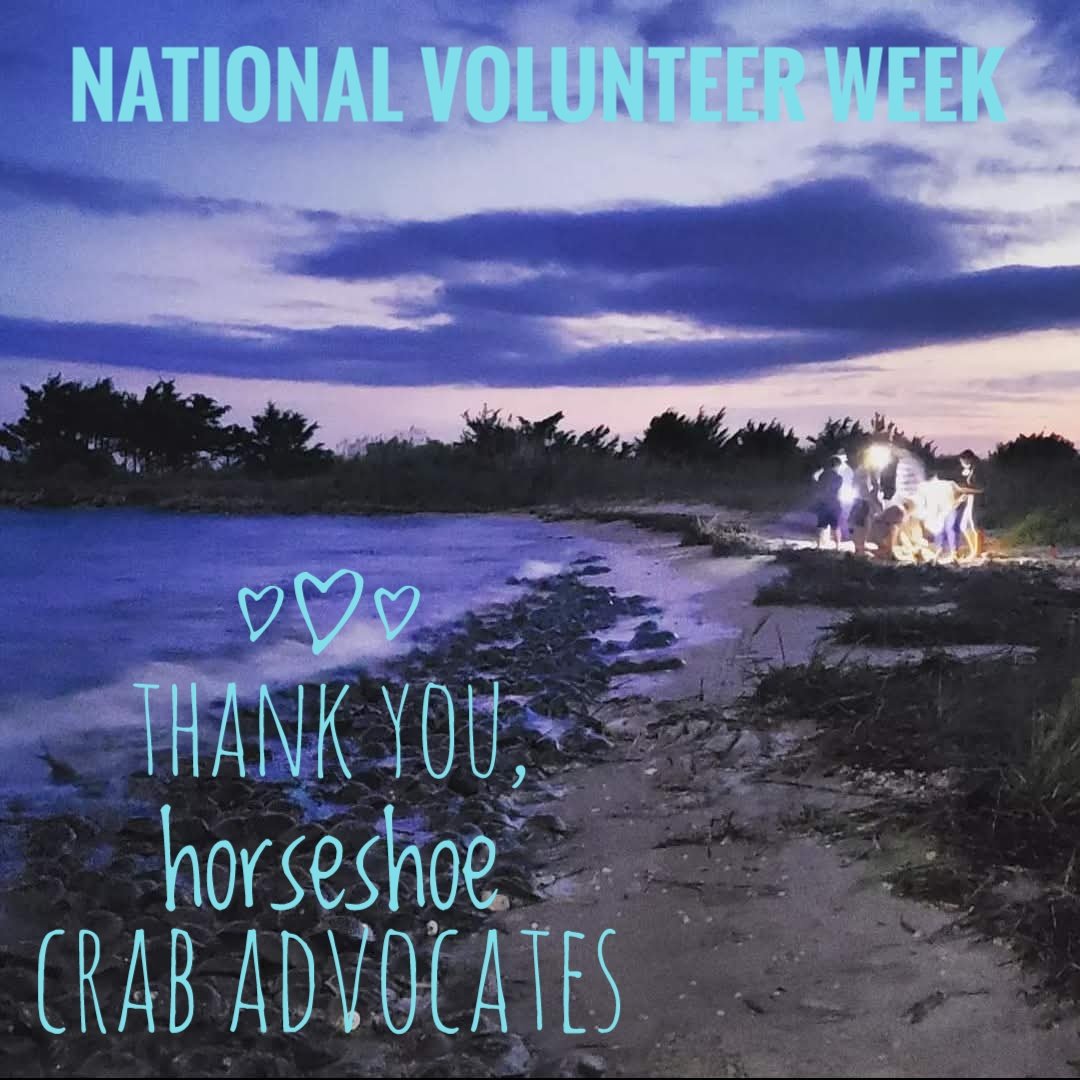 HSCrabRecovery's tweet photo. For National Volunteer Week (4/19-25), the Coalition would like to recognize &amp; thank those who lend their support by helping to conduct the spawning survey, tag crabs, rescue stranded crabs, &amp; voice concerns regarding management.

See how to get involved:
https://t.co/NqyUQfMYgJ https://t.co/dggTjinm7U