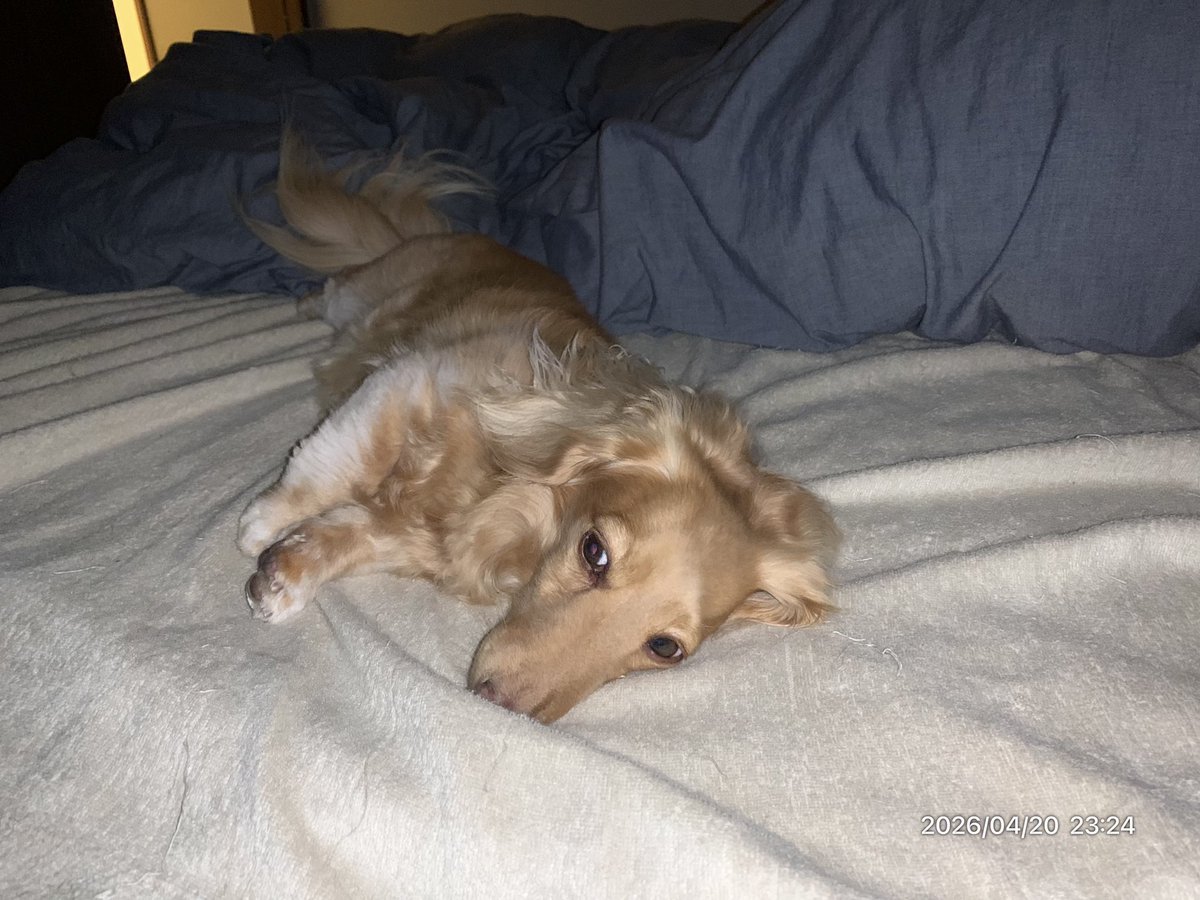 こむぎ🐶🌾 tweet media