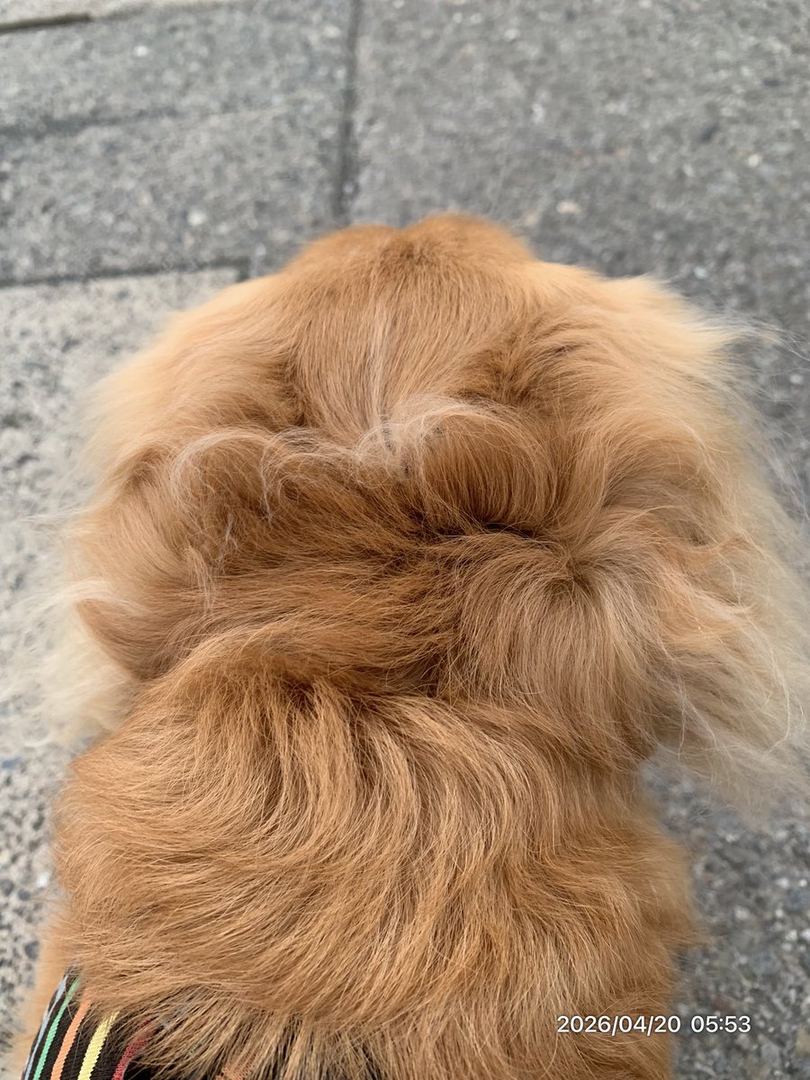 こむぎ🐶🌾 tweet media