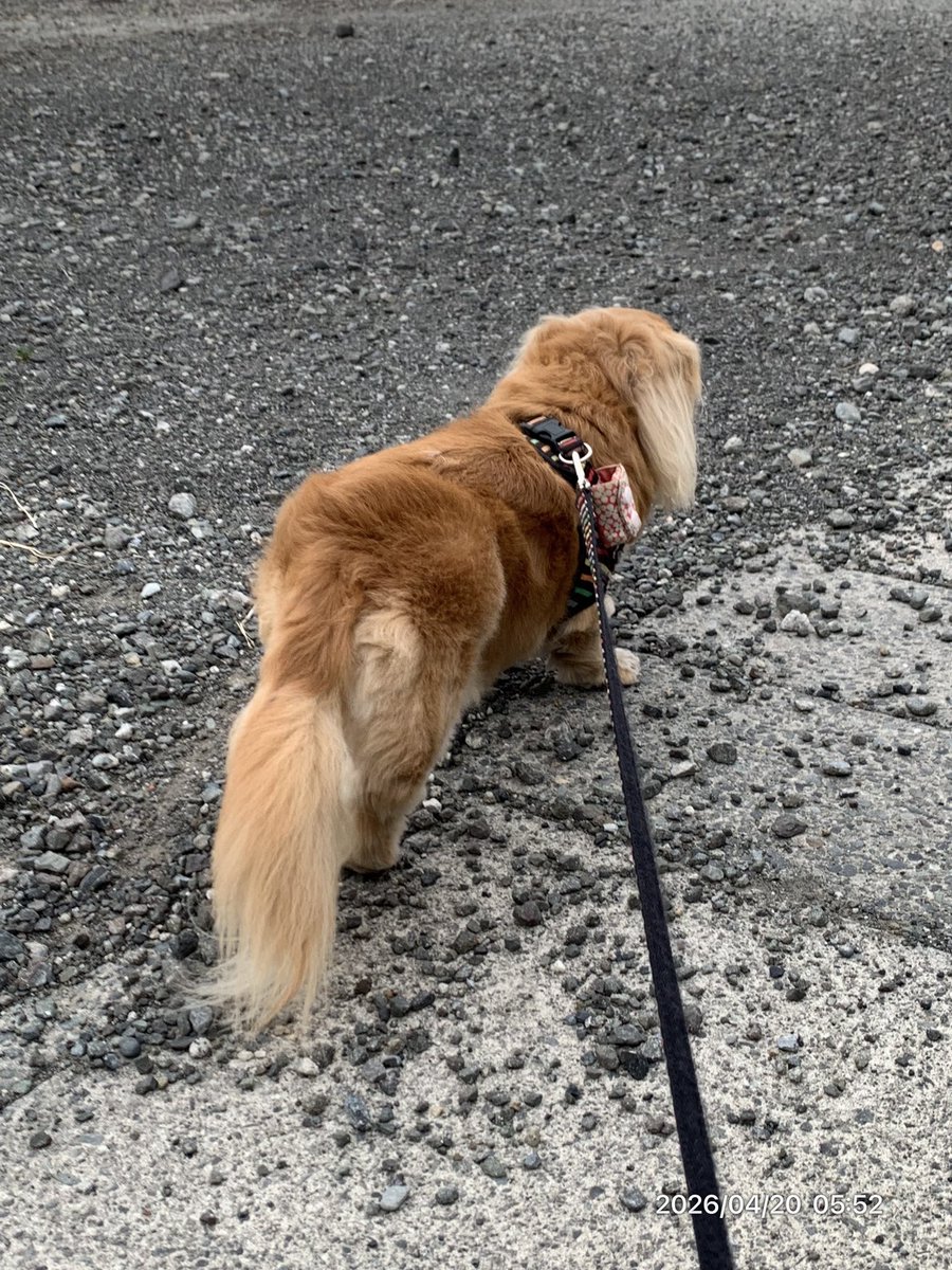 こむぎ🐶🌾 tweet media