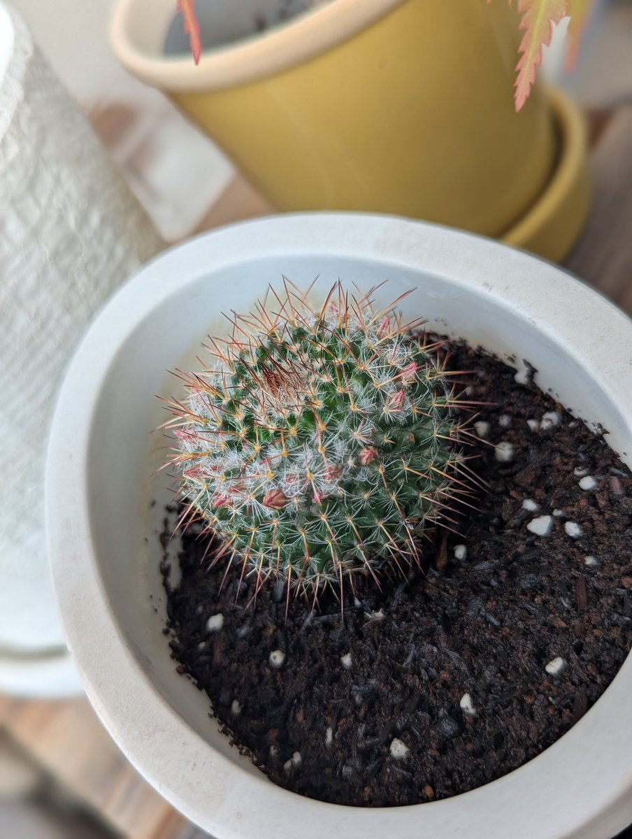 RigelAlterf's tweet photo. 5年くらい育ててるサボテンが花咲きそう
胴切りしたから、栄養行き渡ったんかな？
楽しみです。 https://t.co/FAxMqHJ9un