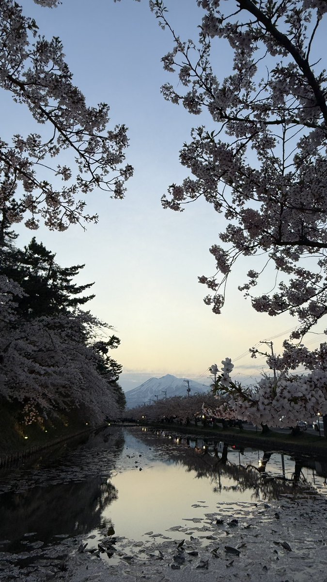 azrseazoo's tweet photo. 初⭐︎弘前さくら祭り。
地震びっくりしたけど、桜堪能してきました。
桜はぽんぽんふさふさでとても可愛らしい。風が吹くと桜吹雪で本当に綺麗だった。 https://t.co/Ic2bQYBem3