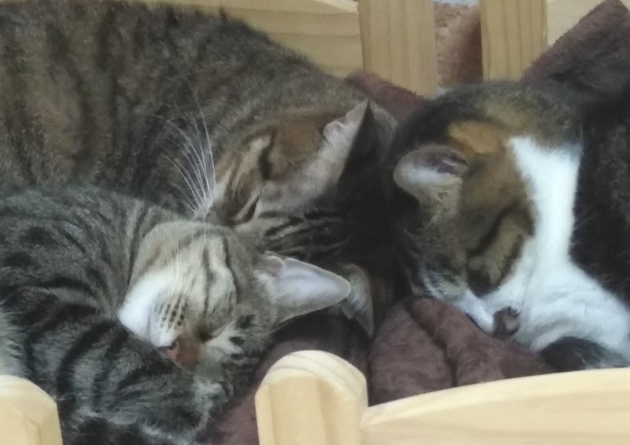 N_Suroko's tweet image. Sharing my cats with the world 🐾
“Bestie Cats🐈❢”
#cats　#meow